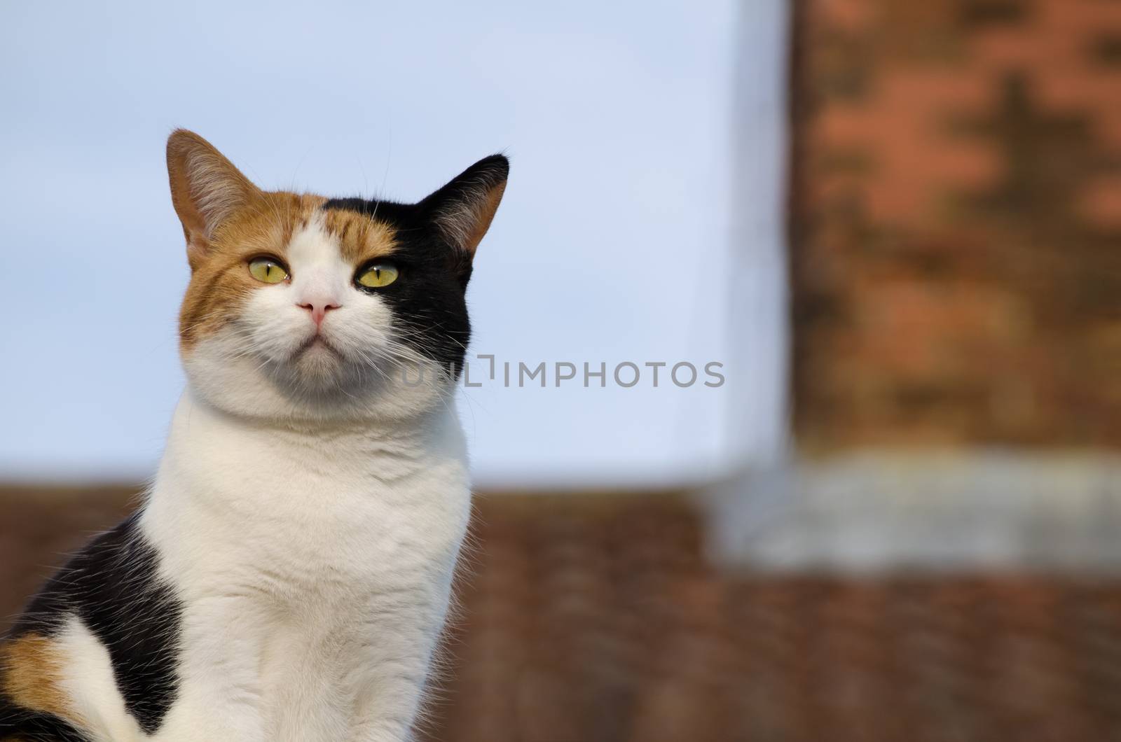 Calico cat on the roof, basking in the sun