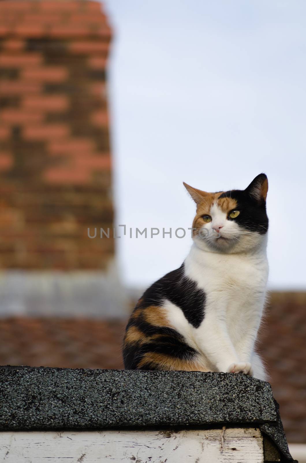 Cat sitting on the roof with a chimney