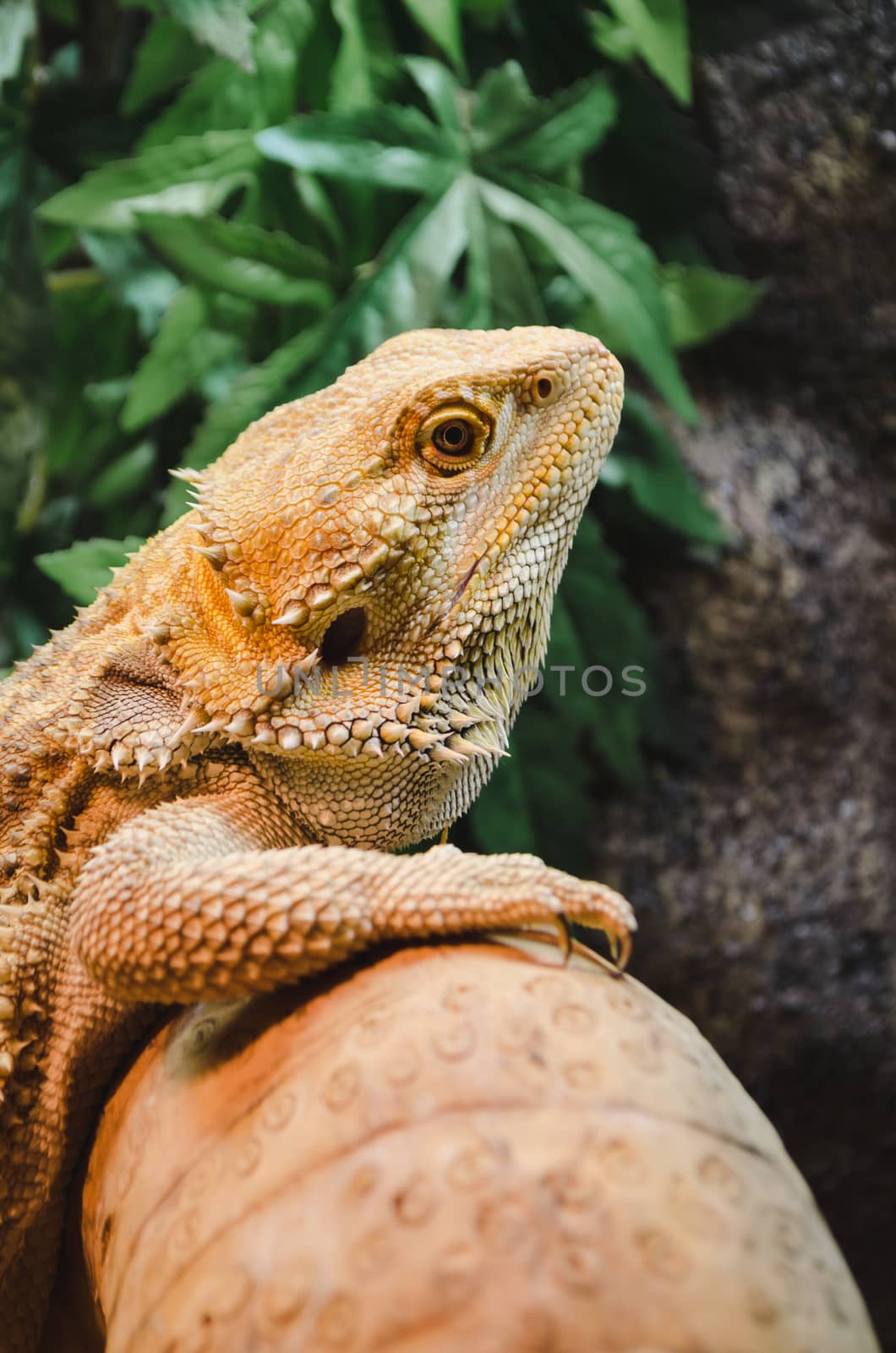 bearded dragon basking on a log in its vivarium