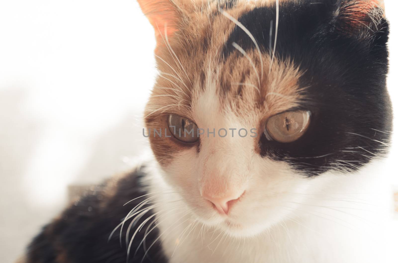 ginger, black and white cat with the sun in its back, big eyes