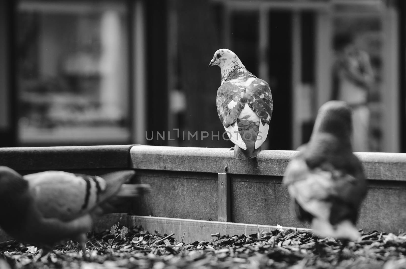 three street pigeons watching people going by