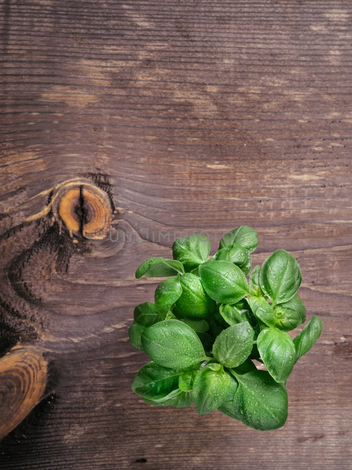 Bunch of fresh basil on brown wooden table. Fresh green basil on dark wood background with copy space. Top view or flat lay. Vertical.