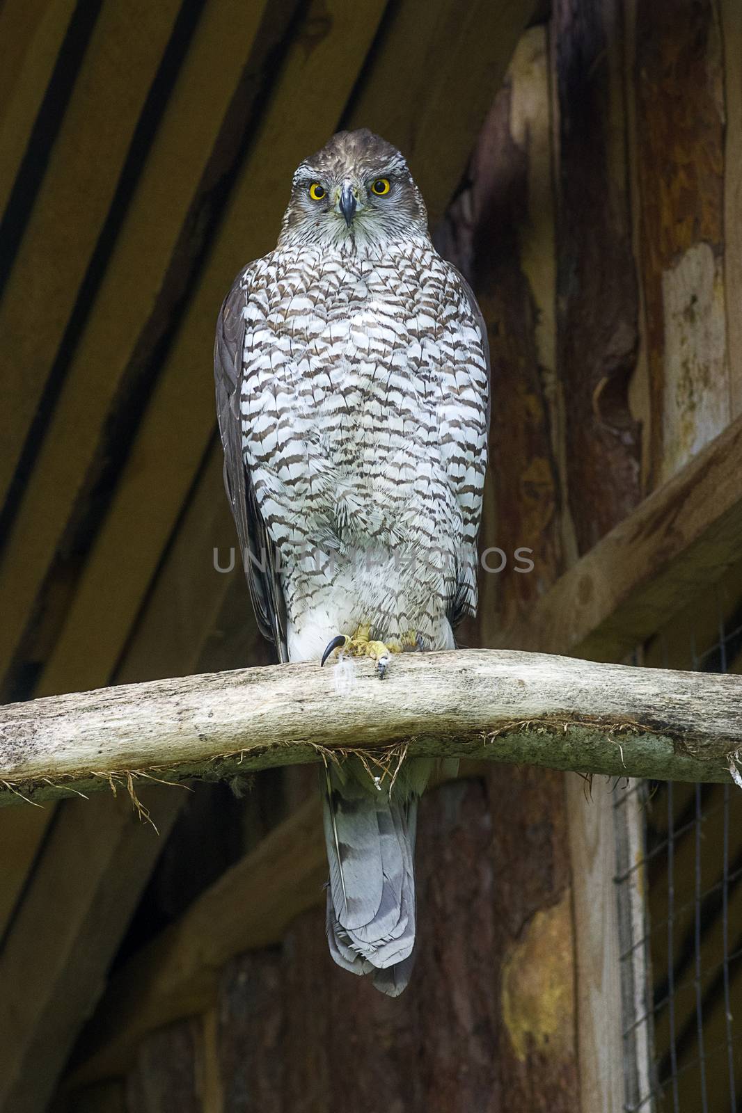 Northern goshawk Accipiter gentilis by vizland