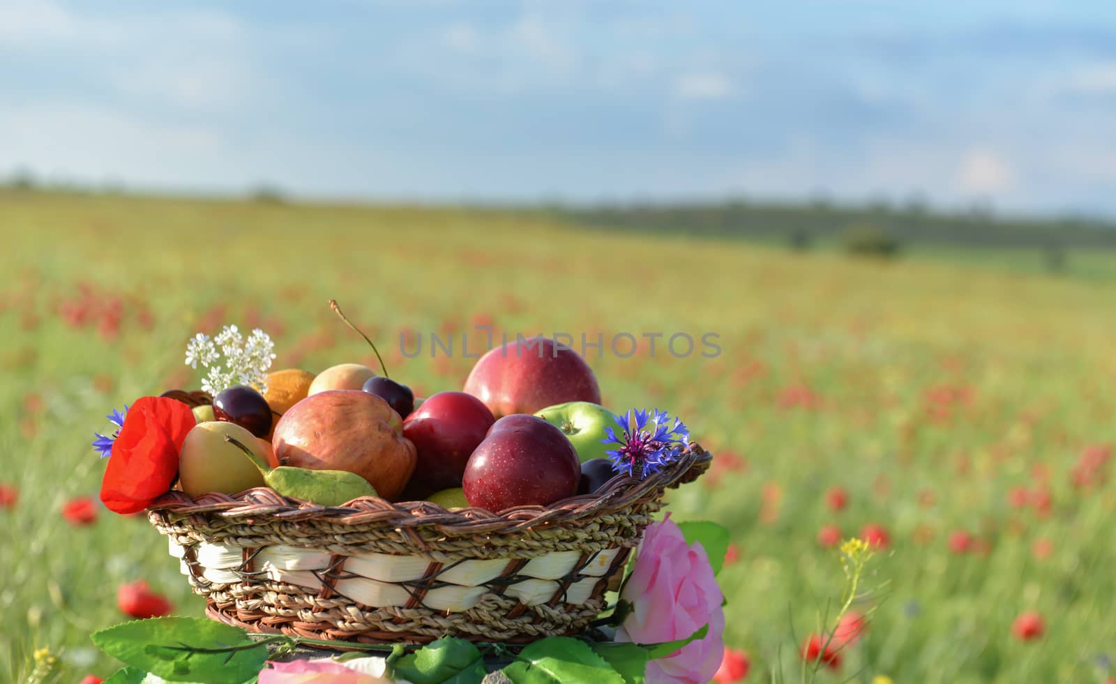 fruit basket in a poppy field