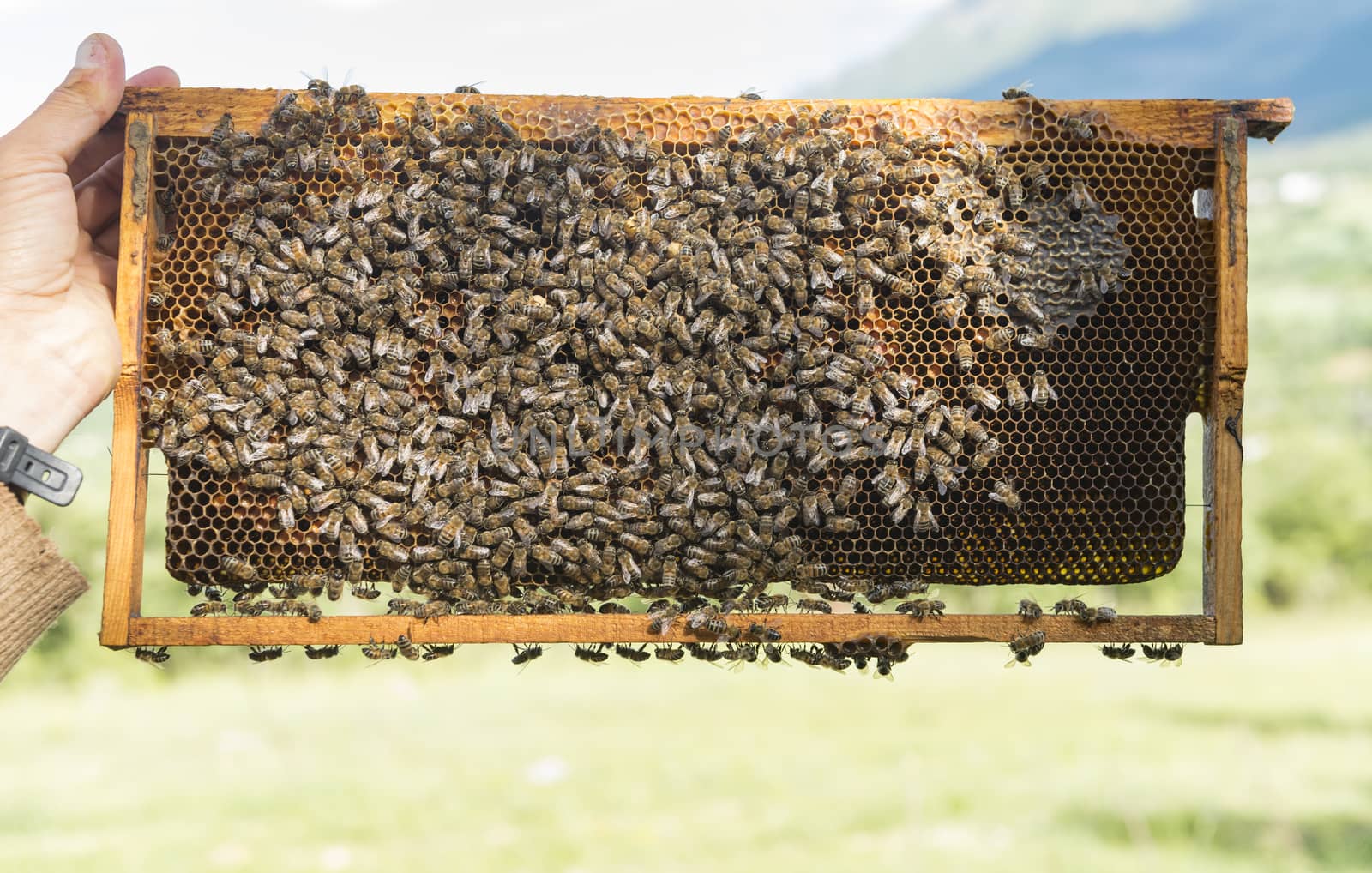 bees work on Honeycomb