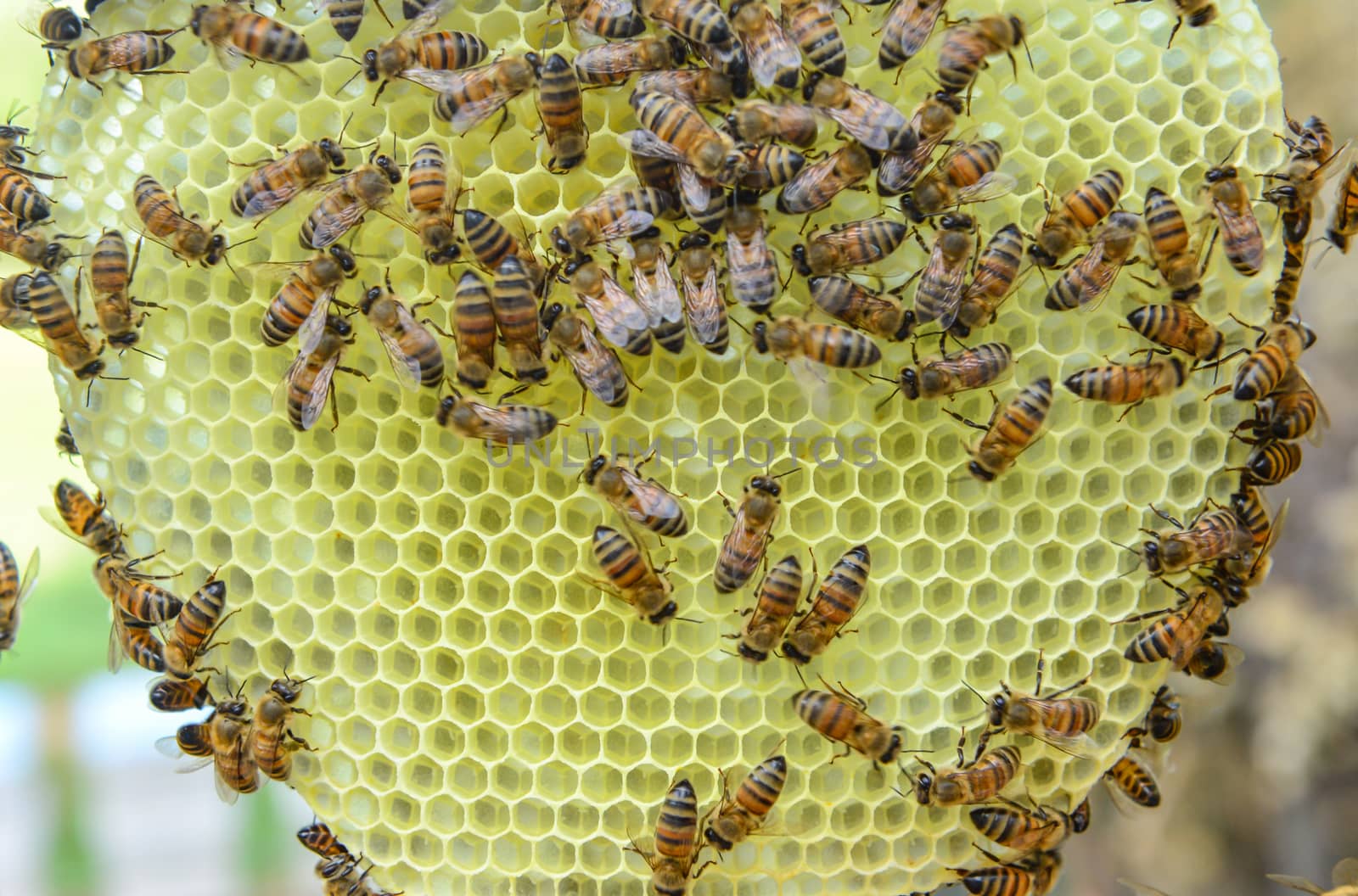 studies on the production of Il of bees