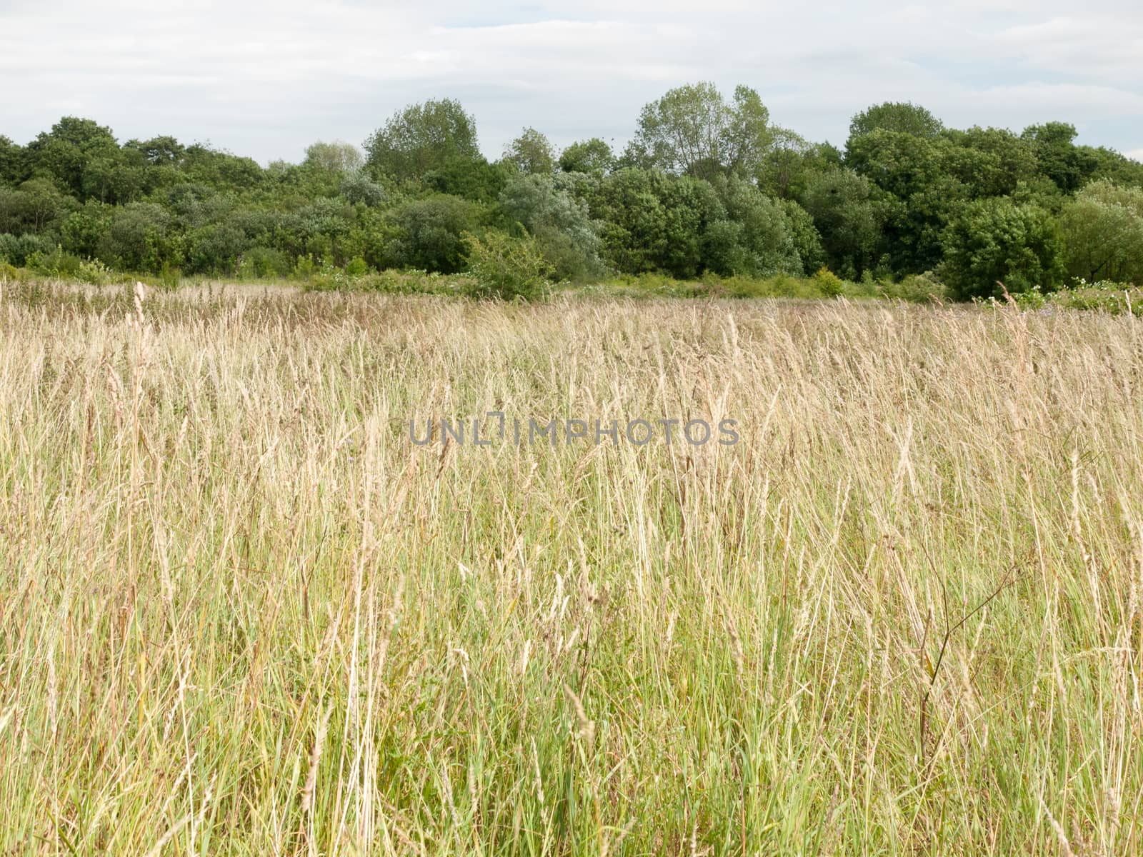 beautiful field with trees and sky on a nice sunny day in england uk long grass