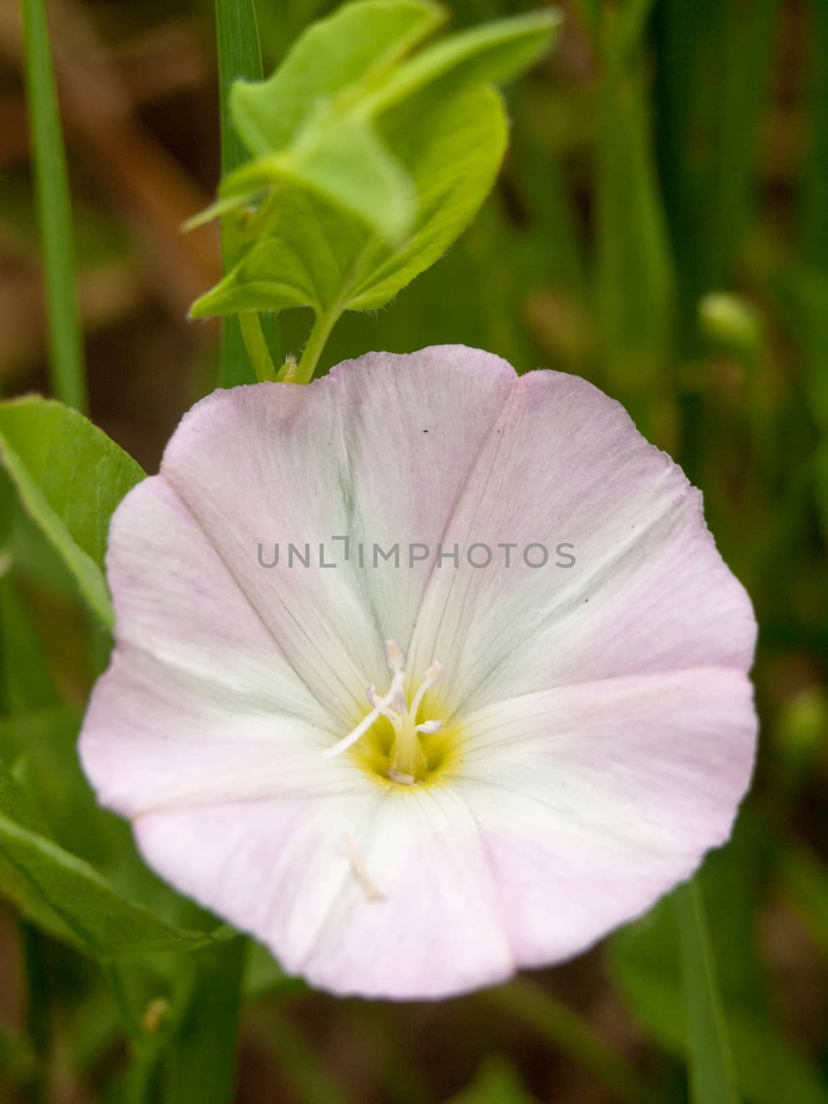 white moonflower on the floor of a meadow close up