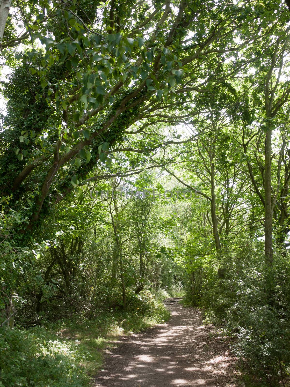 a footpath through an overhead canopy of trees walkway outside in forest