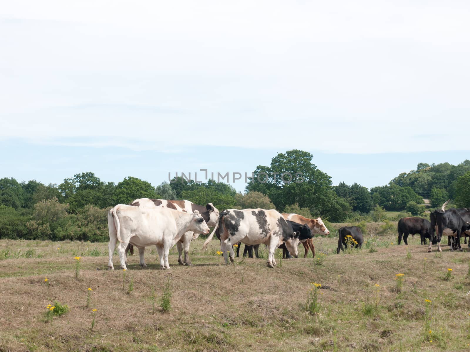 a field of milk cows grazing outside as seen from the side