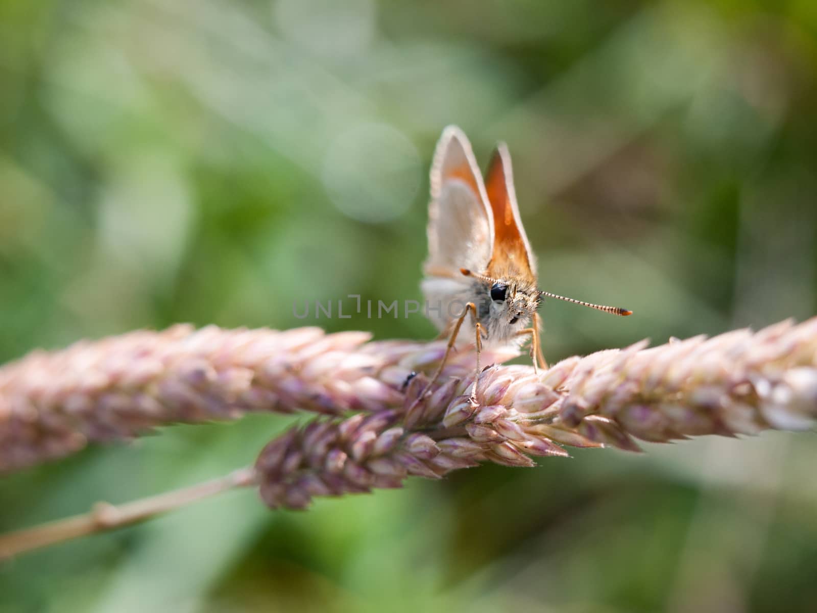 beautiful moth in the grass and on the leaf in summer on the wheat