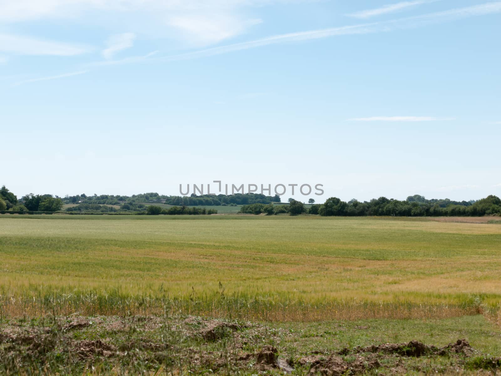 a farmers field growing in the summer on a bright clear day no people