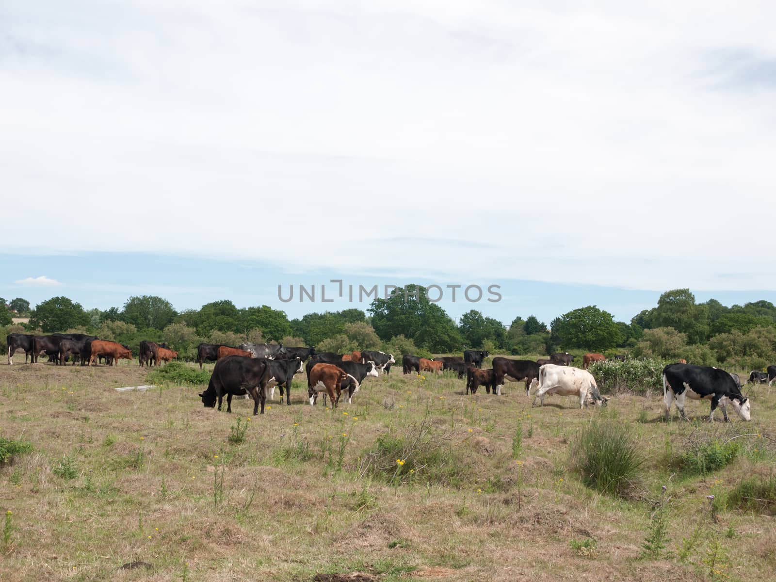 many coloured cows outside in a field on a sunny day grazing and relaxing