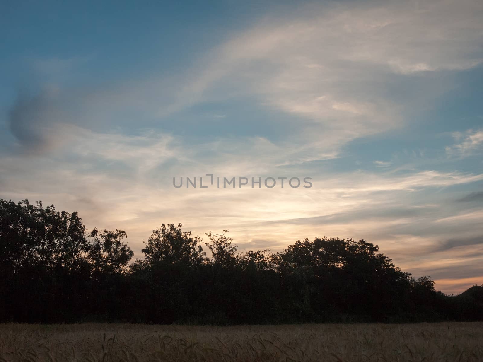 sunset over a grain field outside with sky and trees