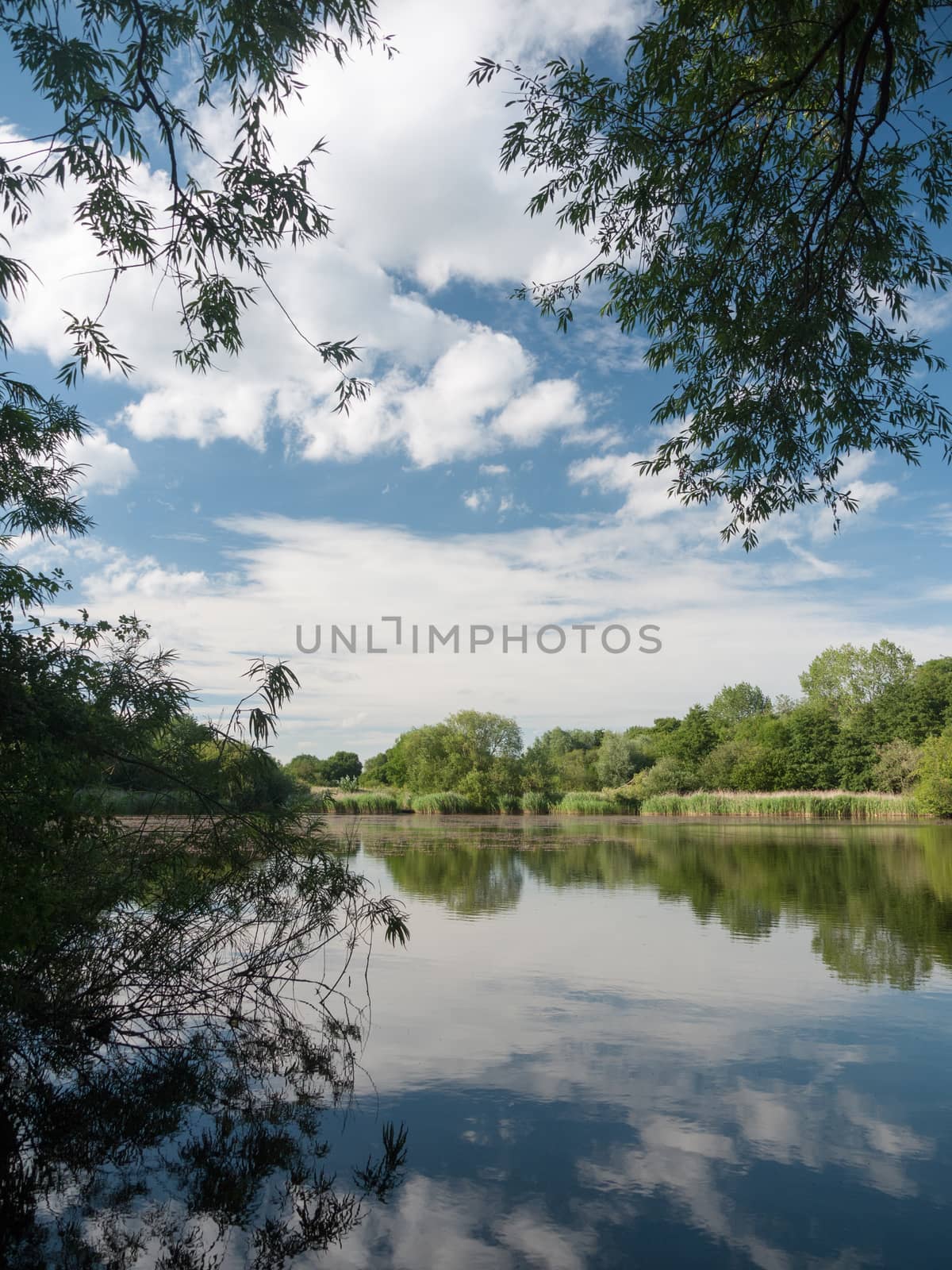 beautiful blue and clouded sky reflected in lake with trees and reeds no people