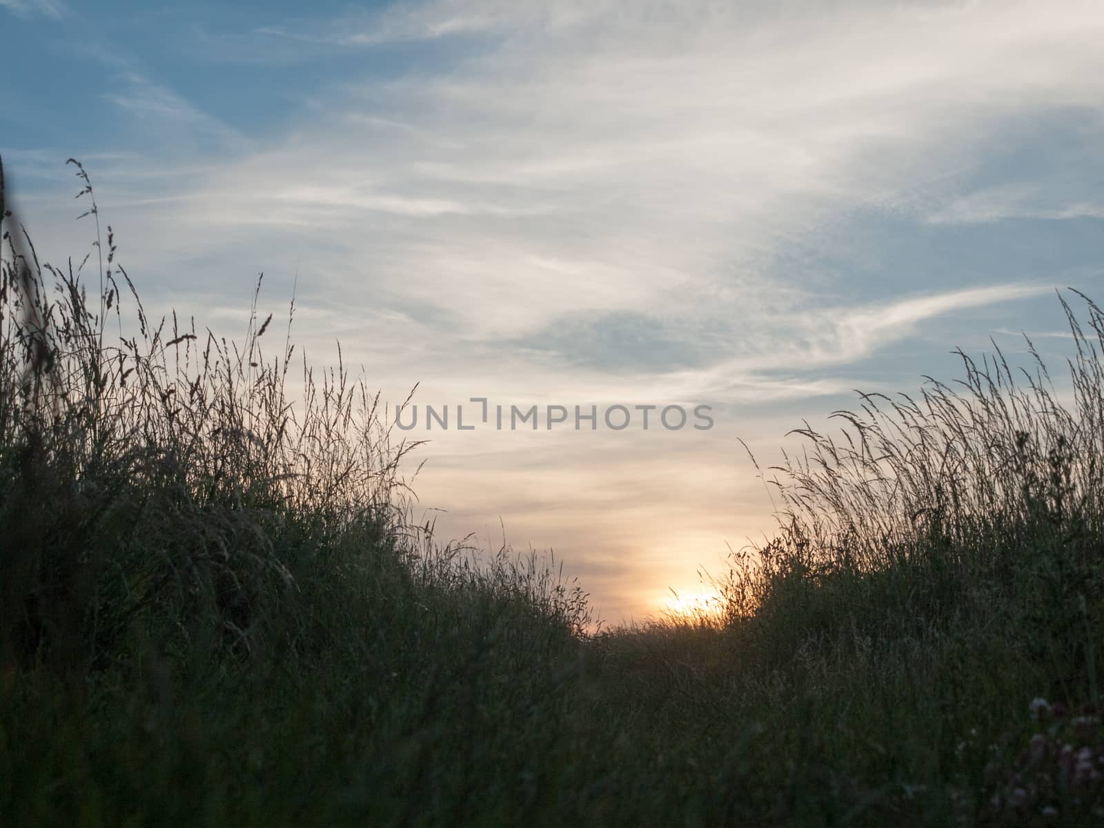 sunset in a field with sky and grass growing