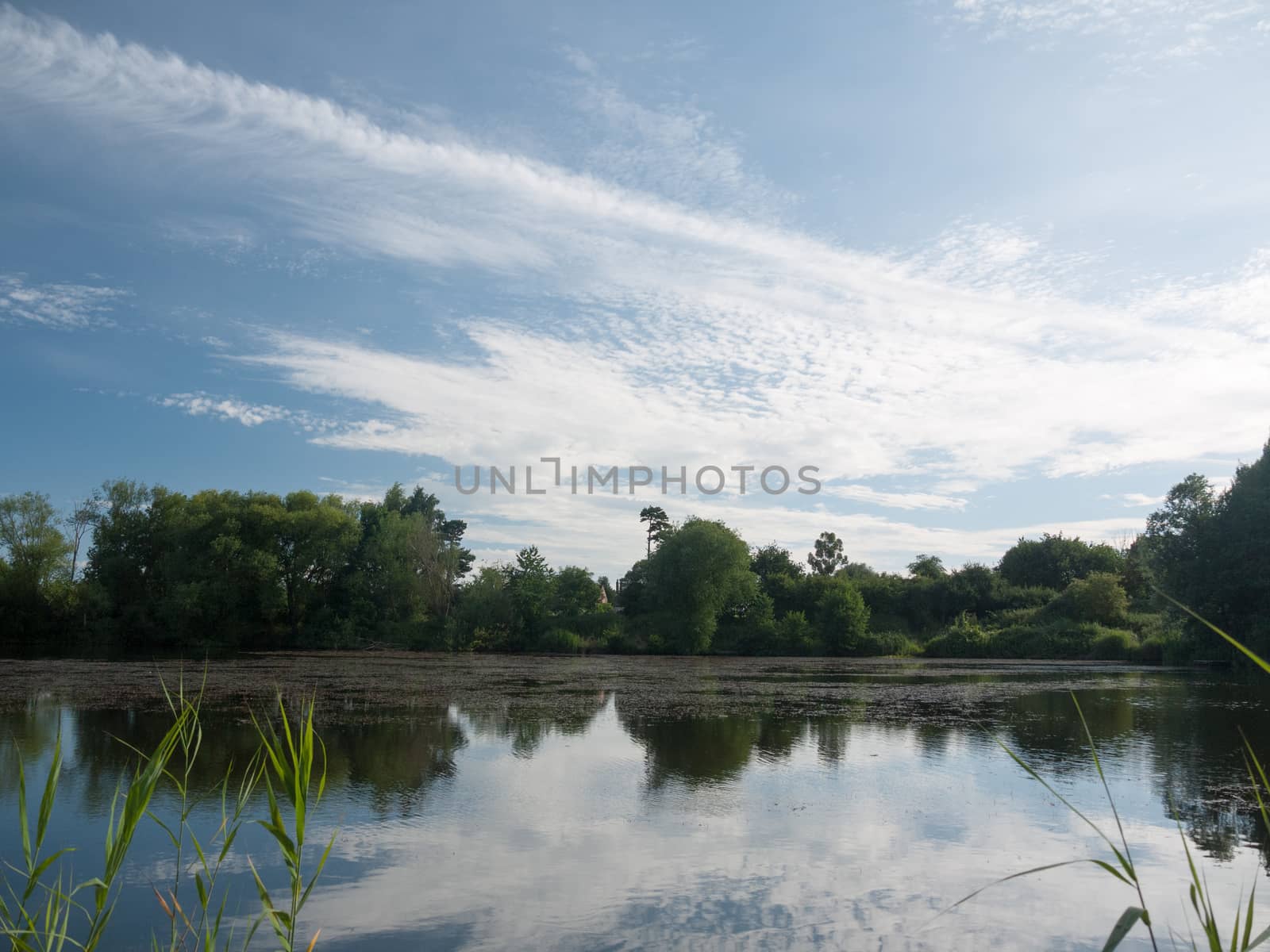 beautiful blue and clouded sky reflected in lake with trees and reeds no people