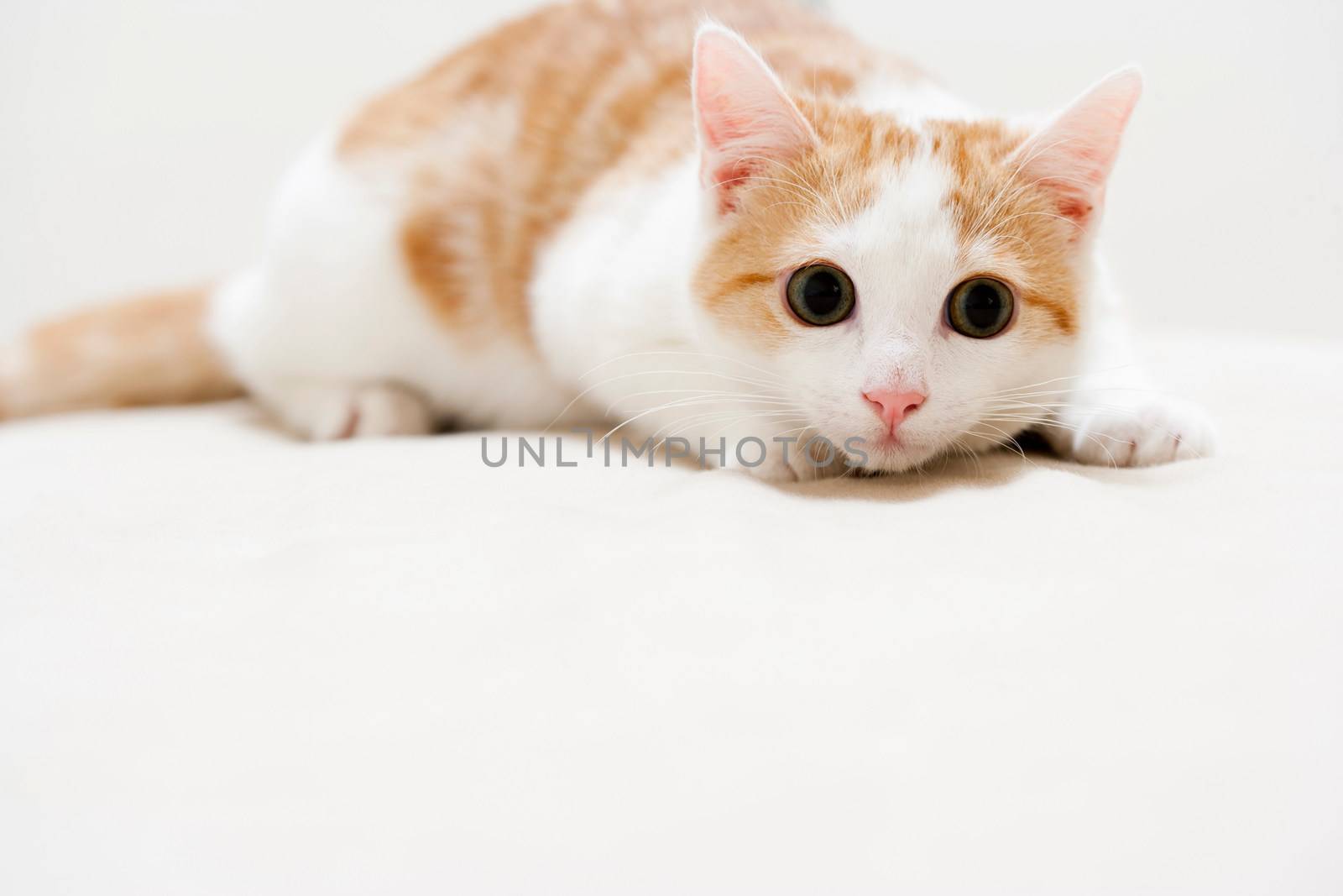 Young cat hunting