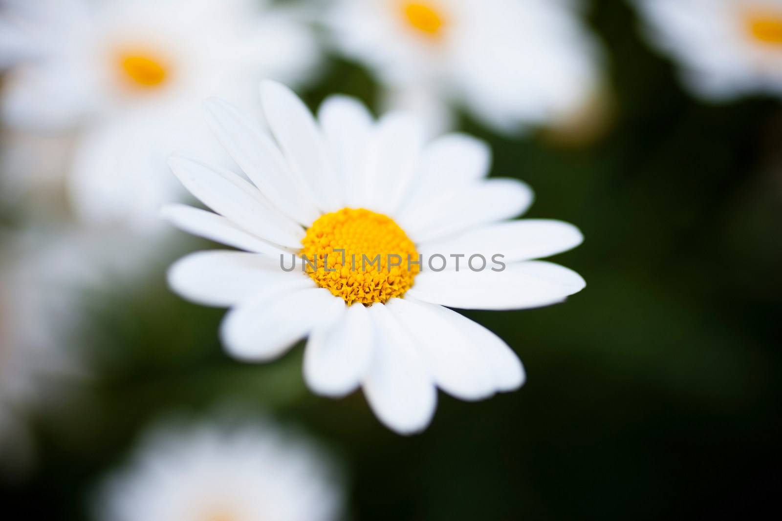 marguerites