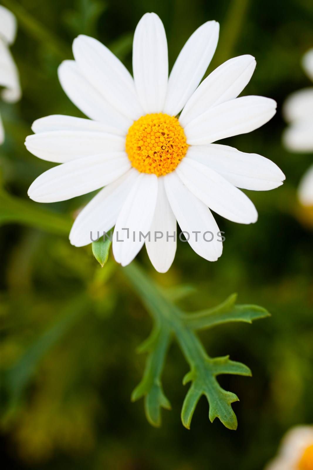 marguerite