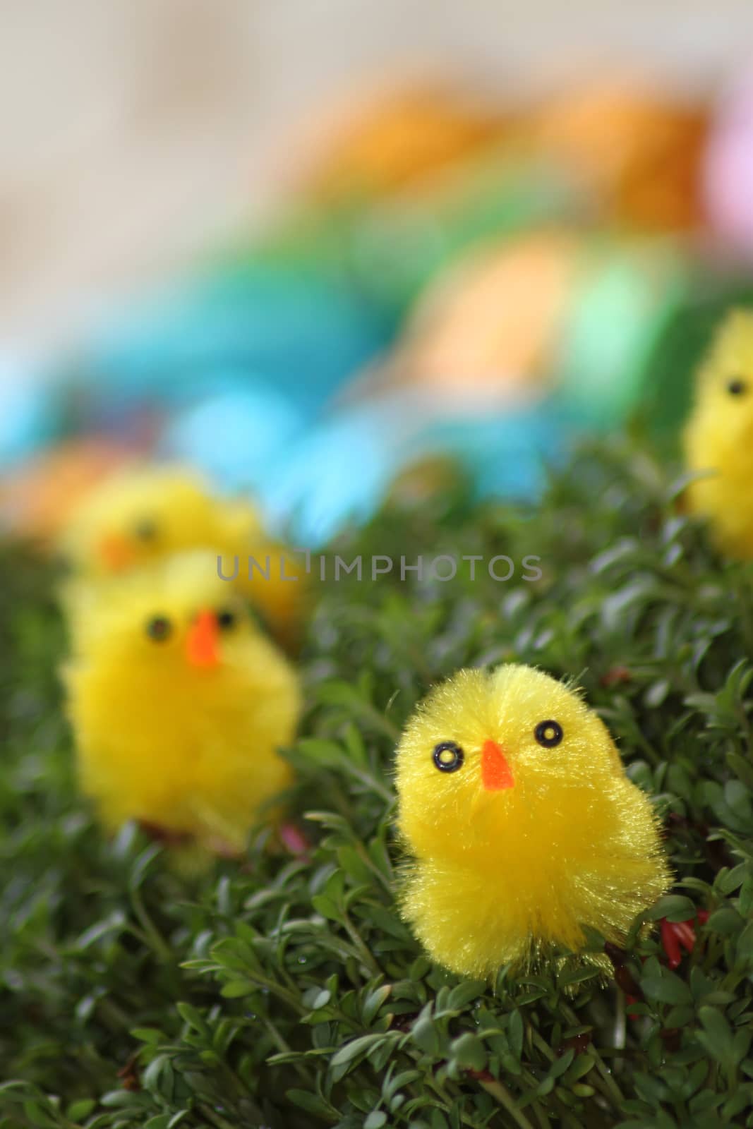 Funny yellow easter chickens by Kasia_Lawrynowicz