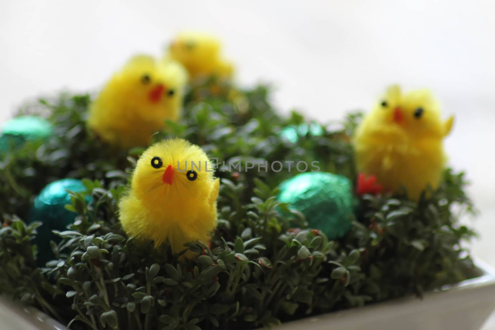 Funny yellow easter chickens by Kasia_Lawrynowicz