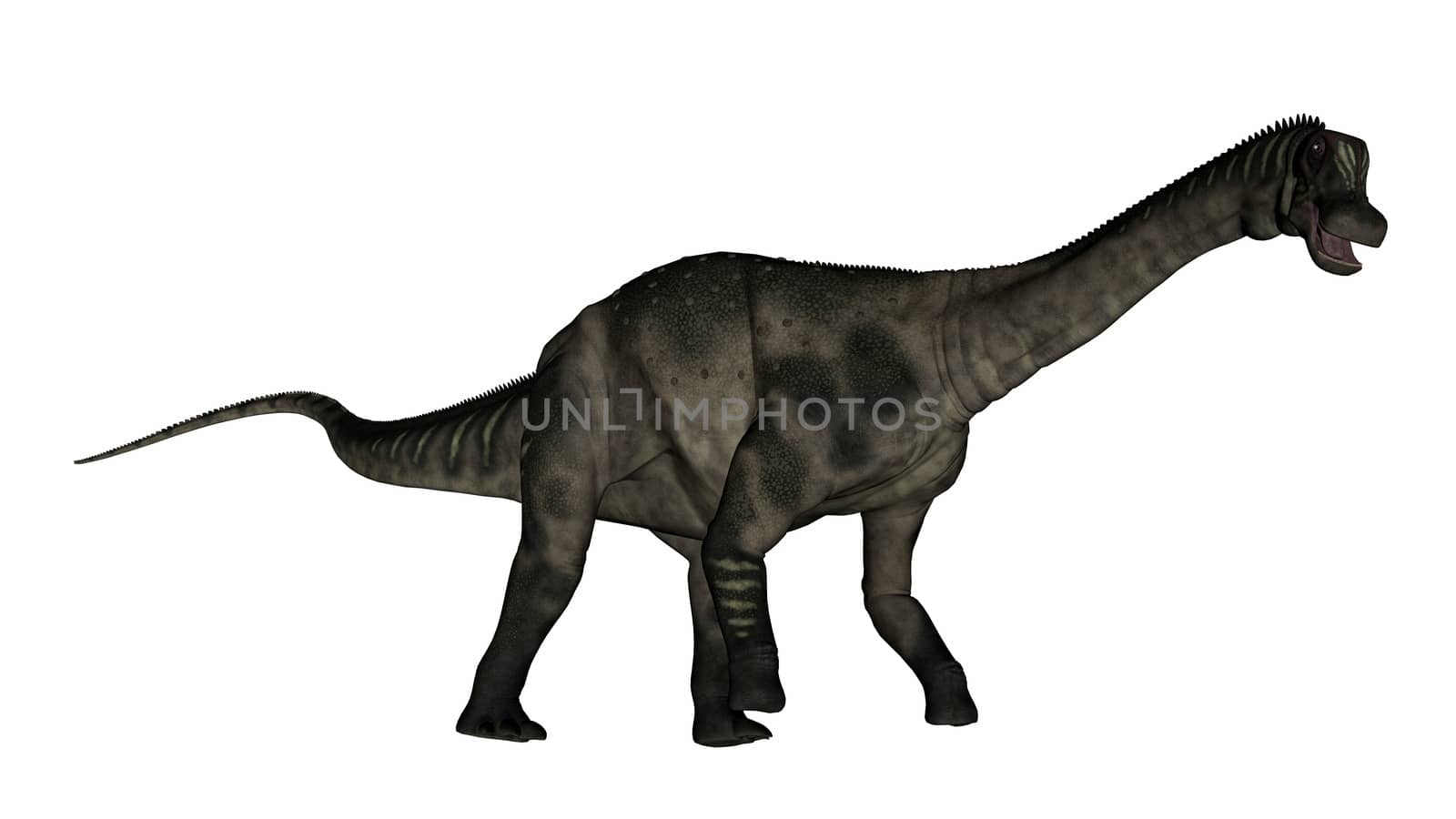 Antarctosaurus dinosaur walking and roaring isolated in white background - 3D render