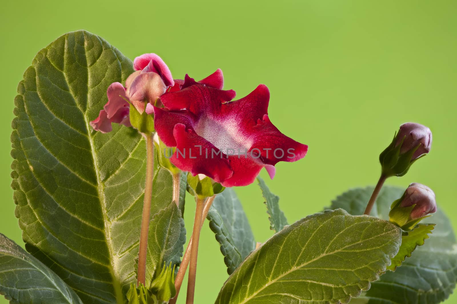 Red gloxinia flowers by mrivserg