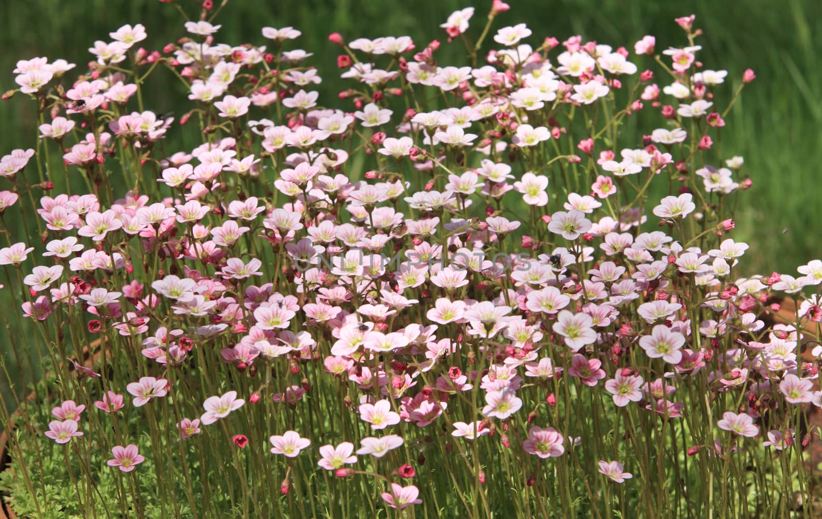 Flowering moss  bright flowers close to background