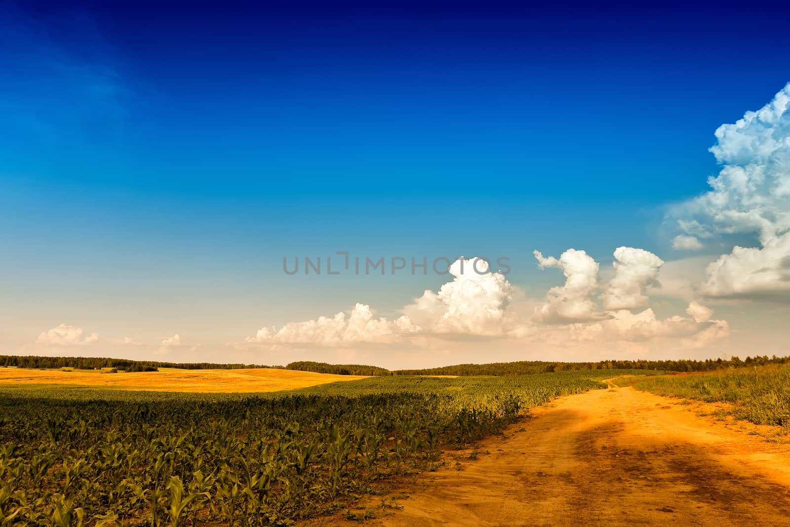 Summer landscape with green corn cereals field. Ground road and  by weise_maxim
