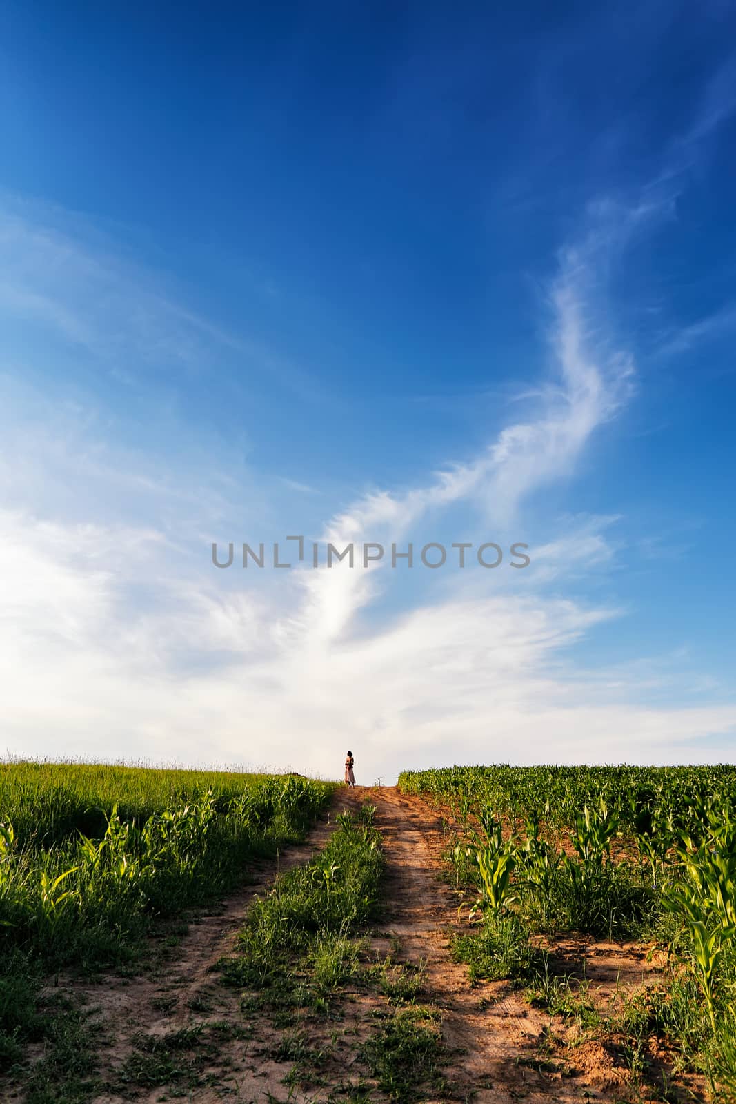 Lone woman standing on a dirt road leading off into the sky. Summer landscape with green corn cereals field. Ground road and clouds.