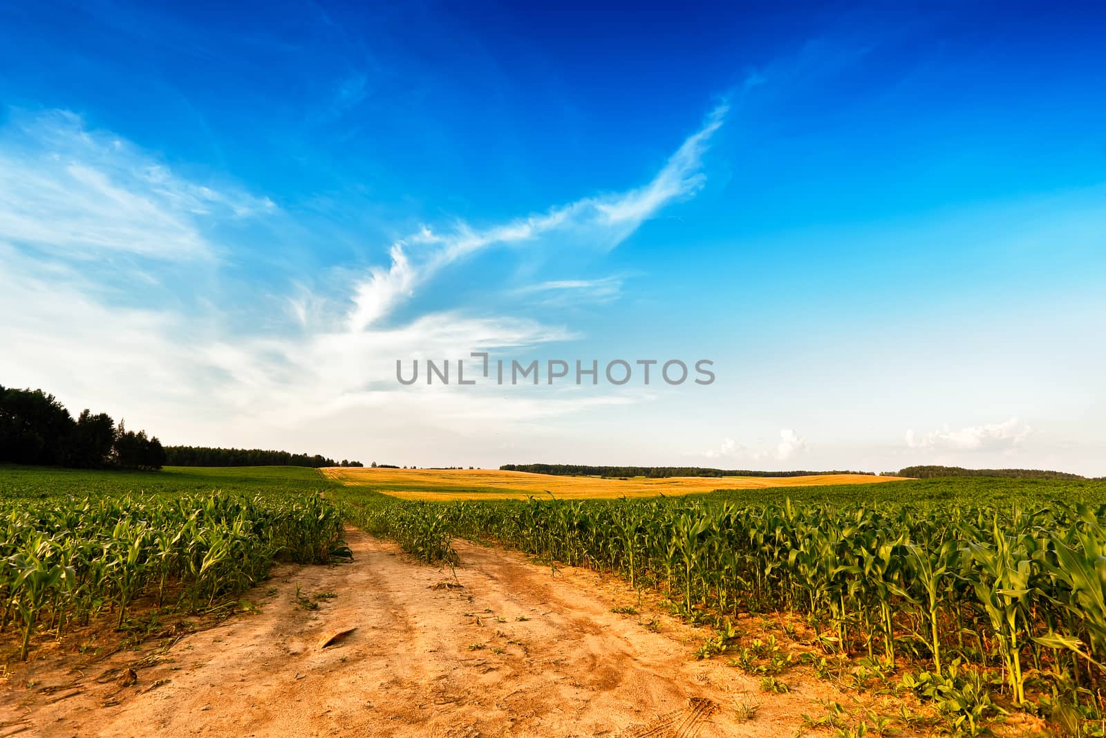 Summer landscape with green corn cereals field. Ground road and clouds. Design element. Dirt road leading off into the distance.