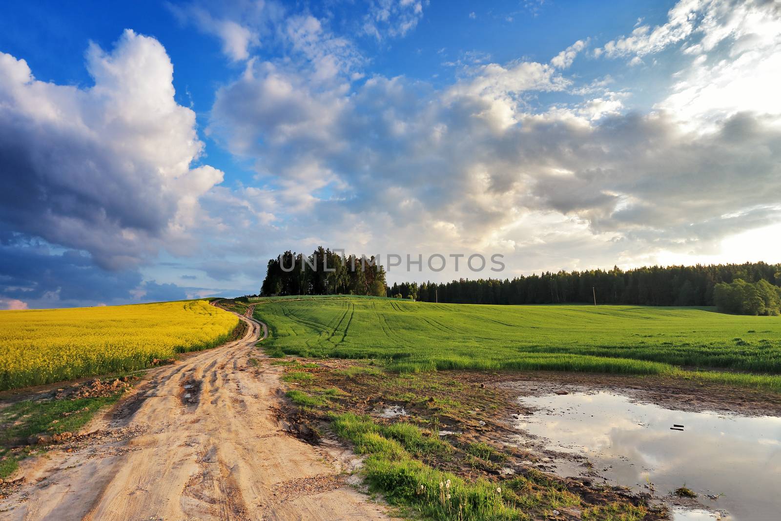 Country road in spring colza fields by weise_maxim