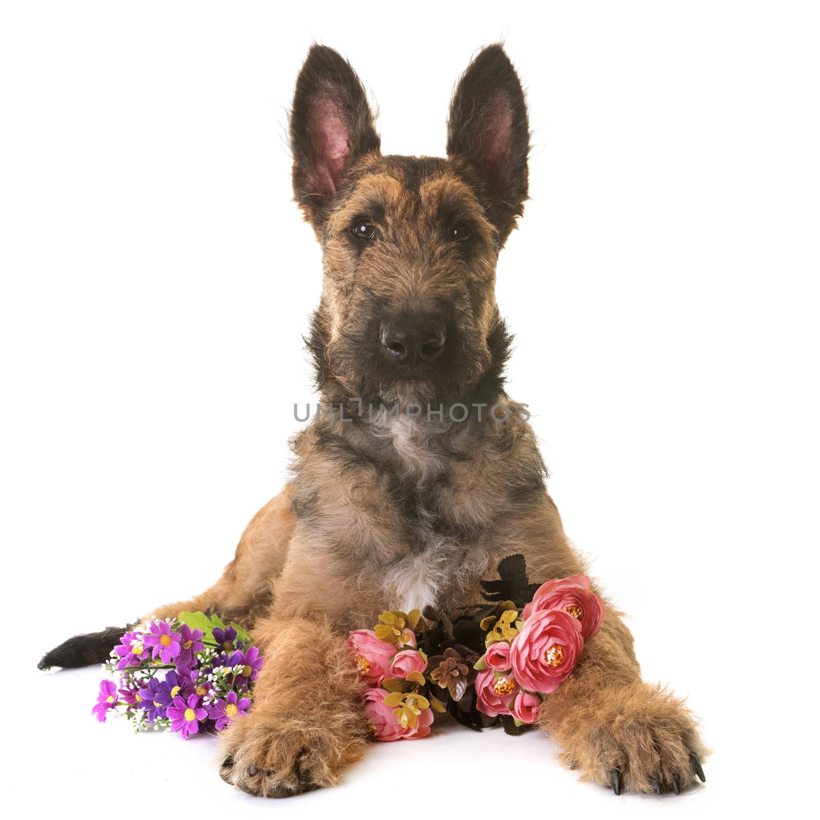 puppy belgian shepherd laekenois in front of white background