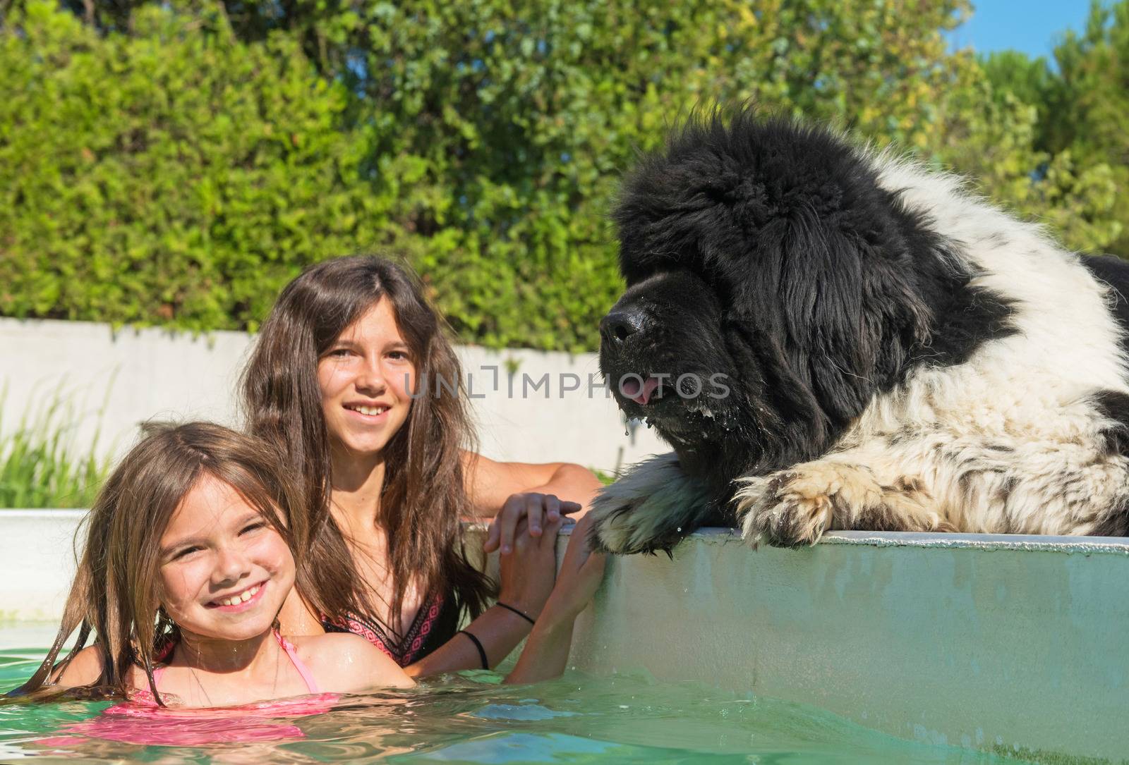 child and newfoundland dog in swimming pool by cynoclub