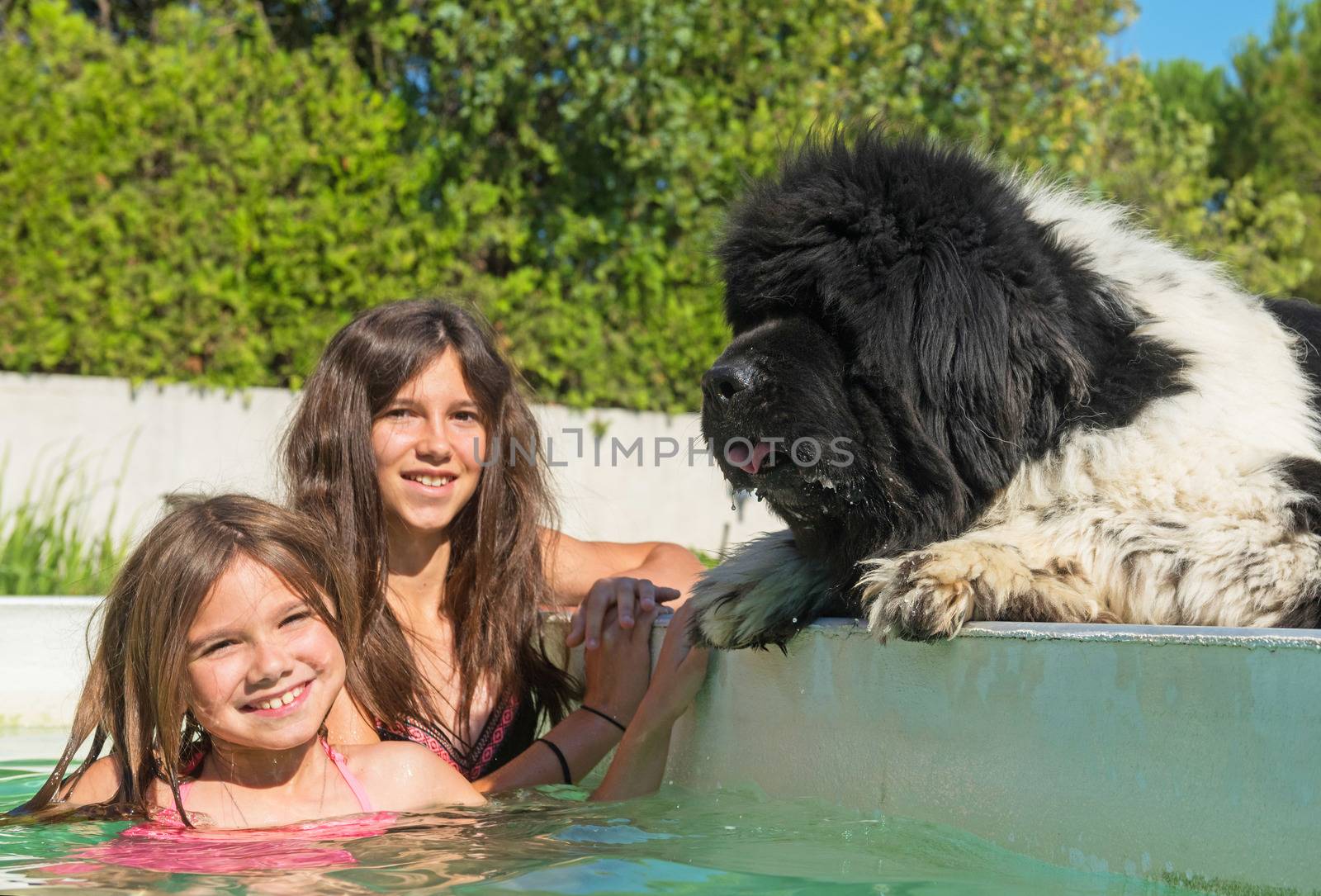 child and newfoundland dog in a swimming pool