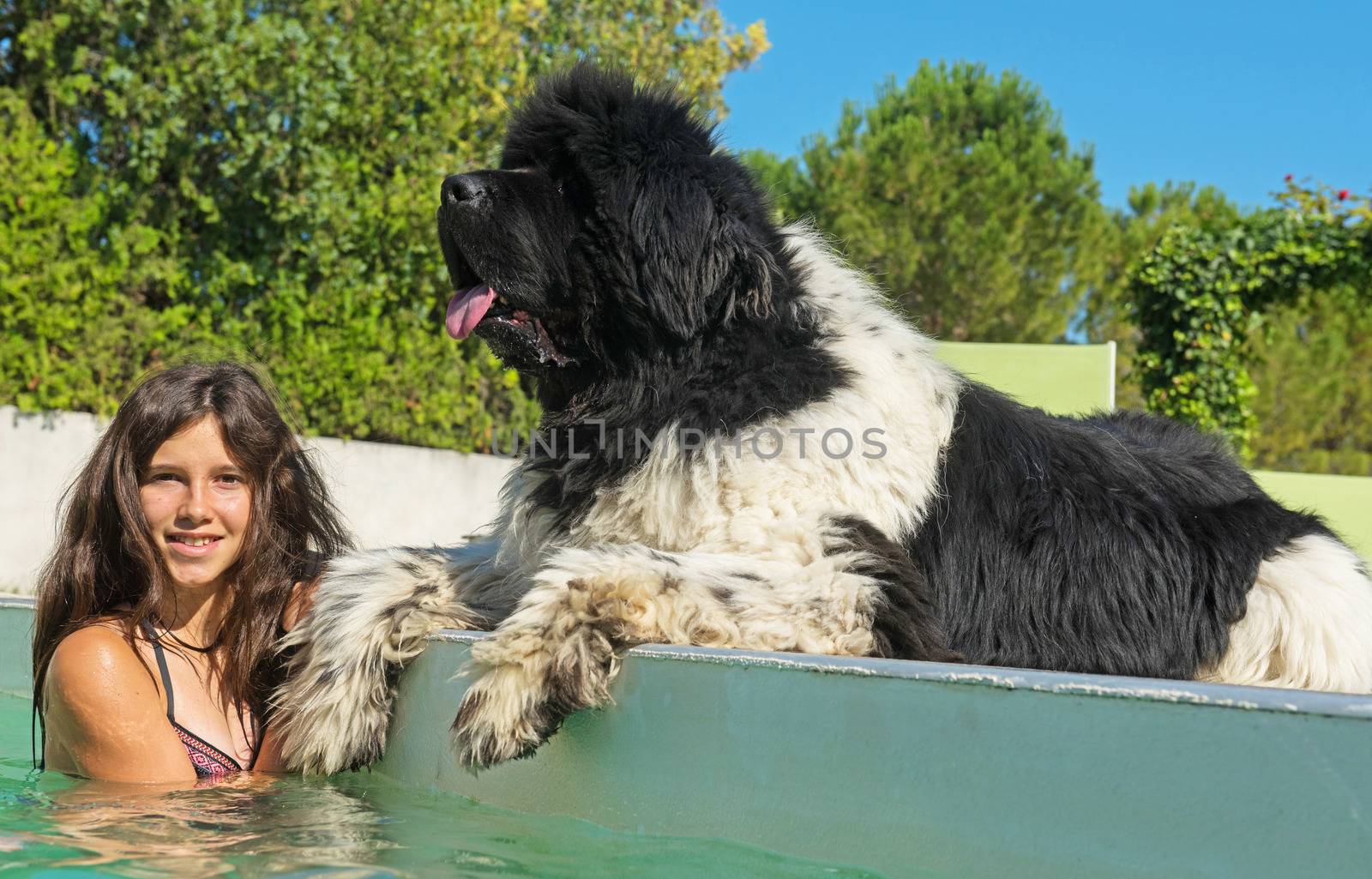 teen and newfoundland dog in a swimming pool