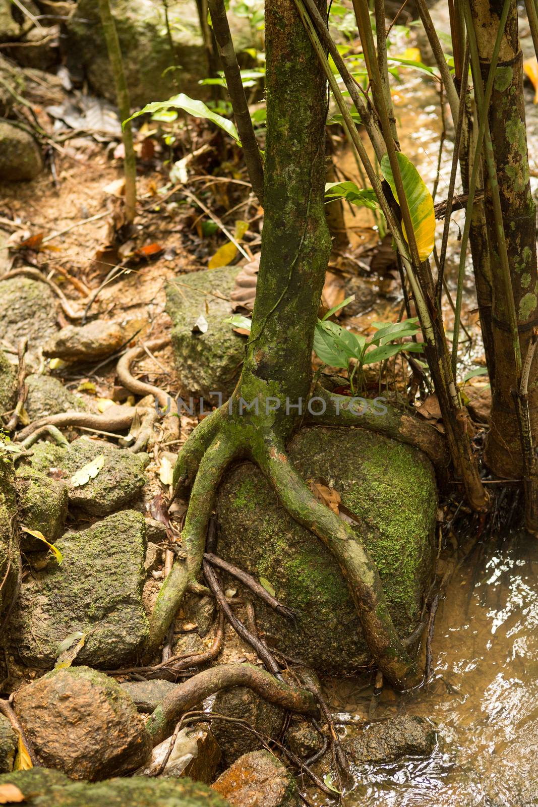 The root of a tree around the old stone in the rainforest.