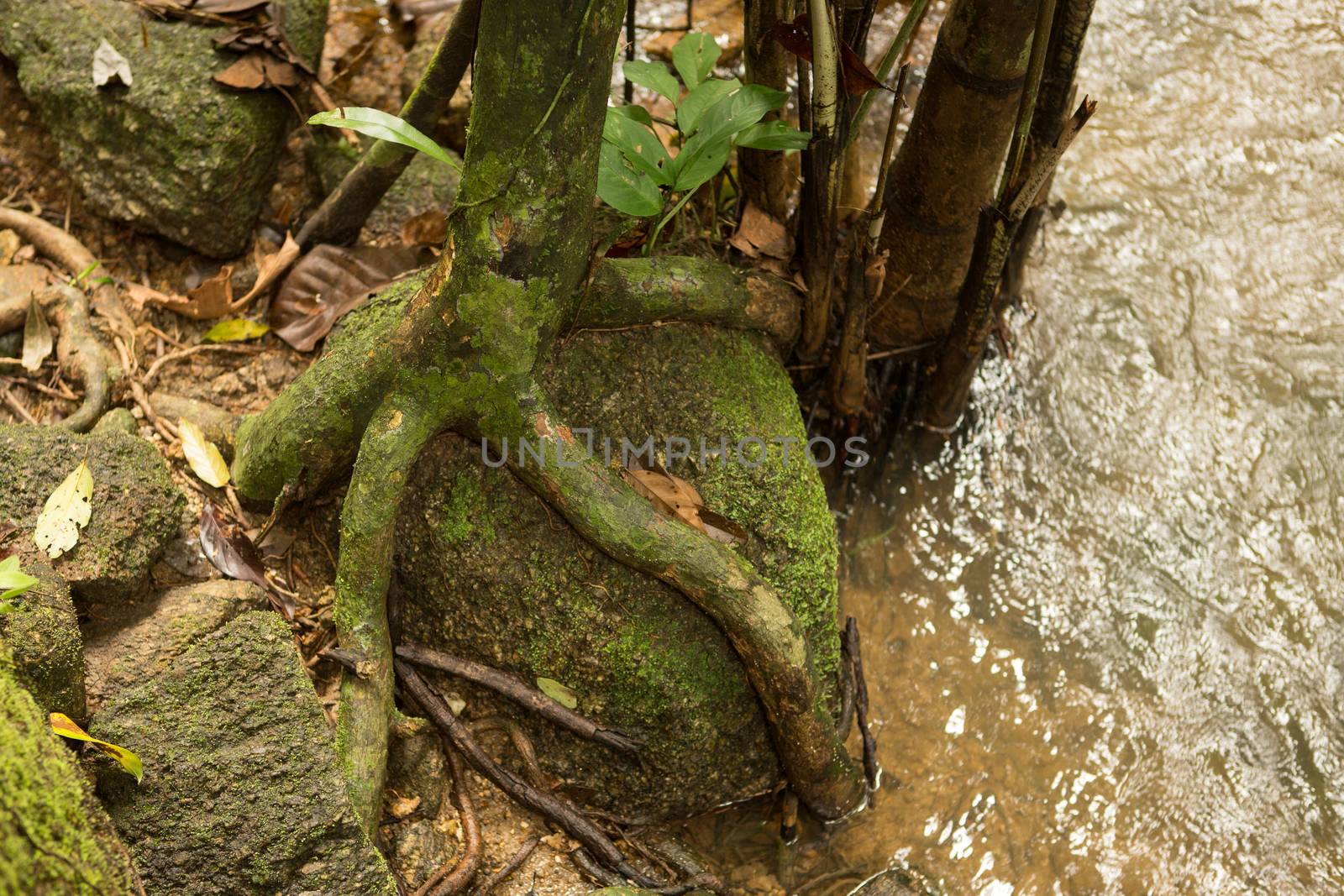 The root of a tree around the old stone in the rainforest.