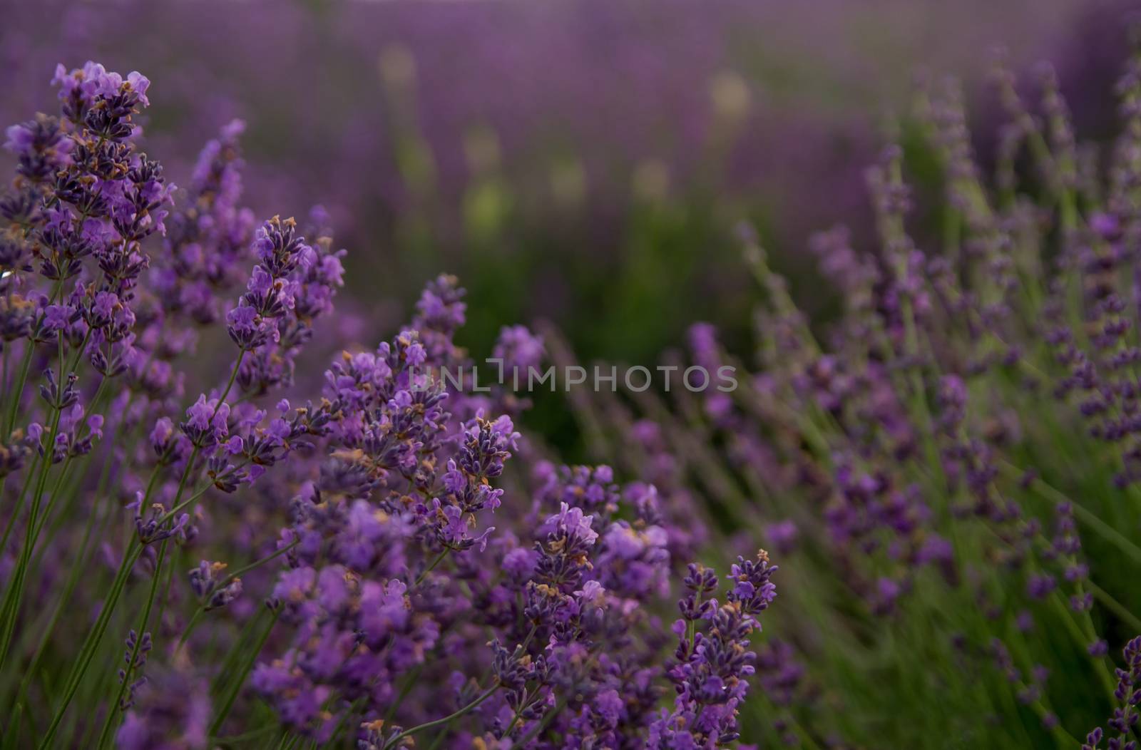 Lavender floral background  by Angel_a
