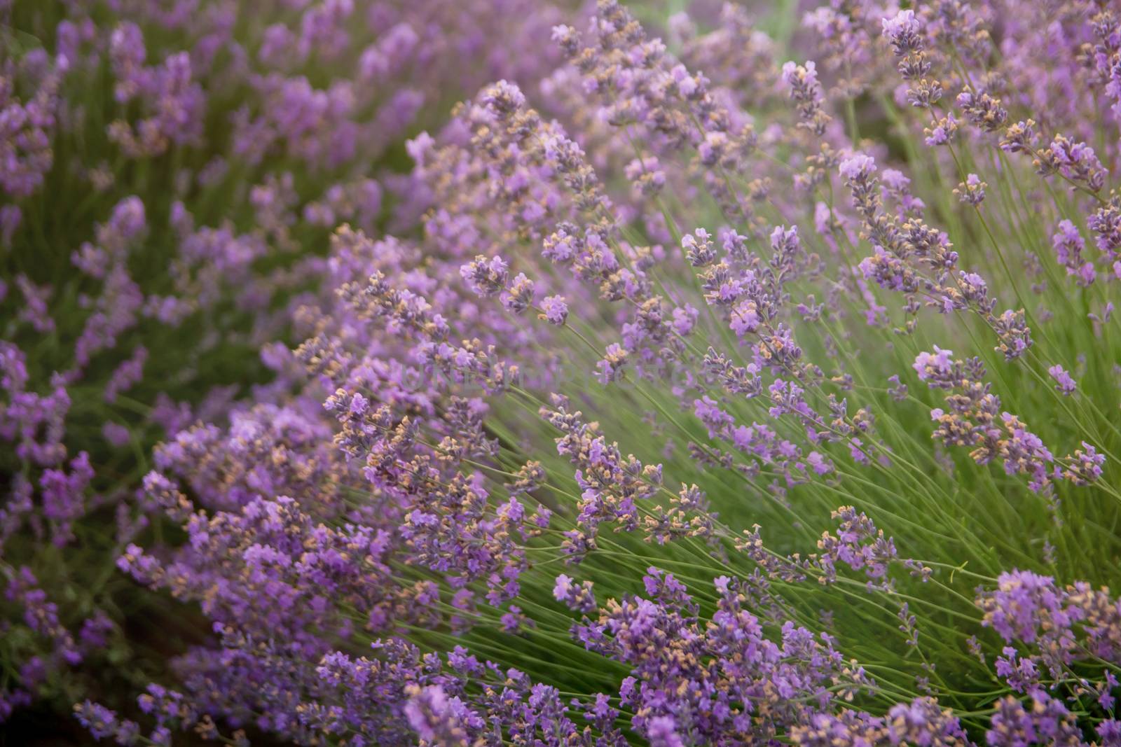 Lavender floral background sunlit in summer