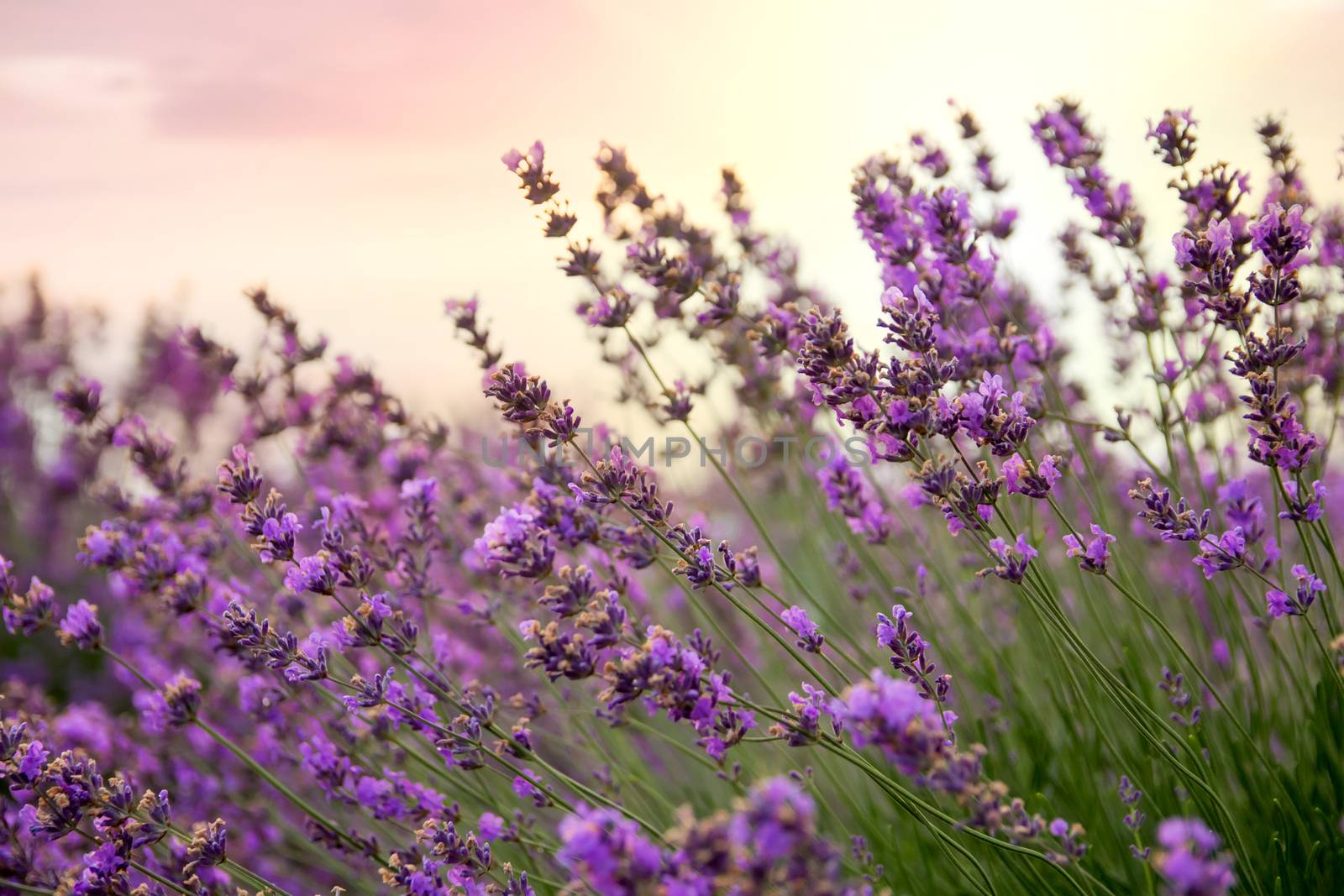Lavender floral background sunlit in summer