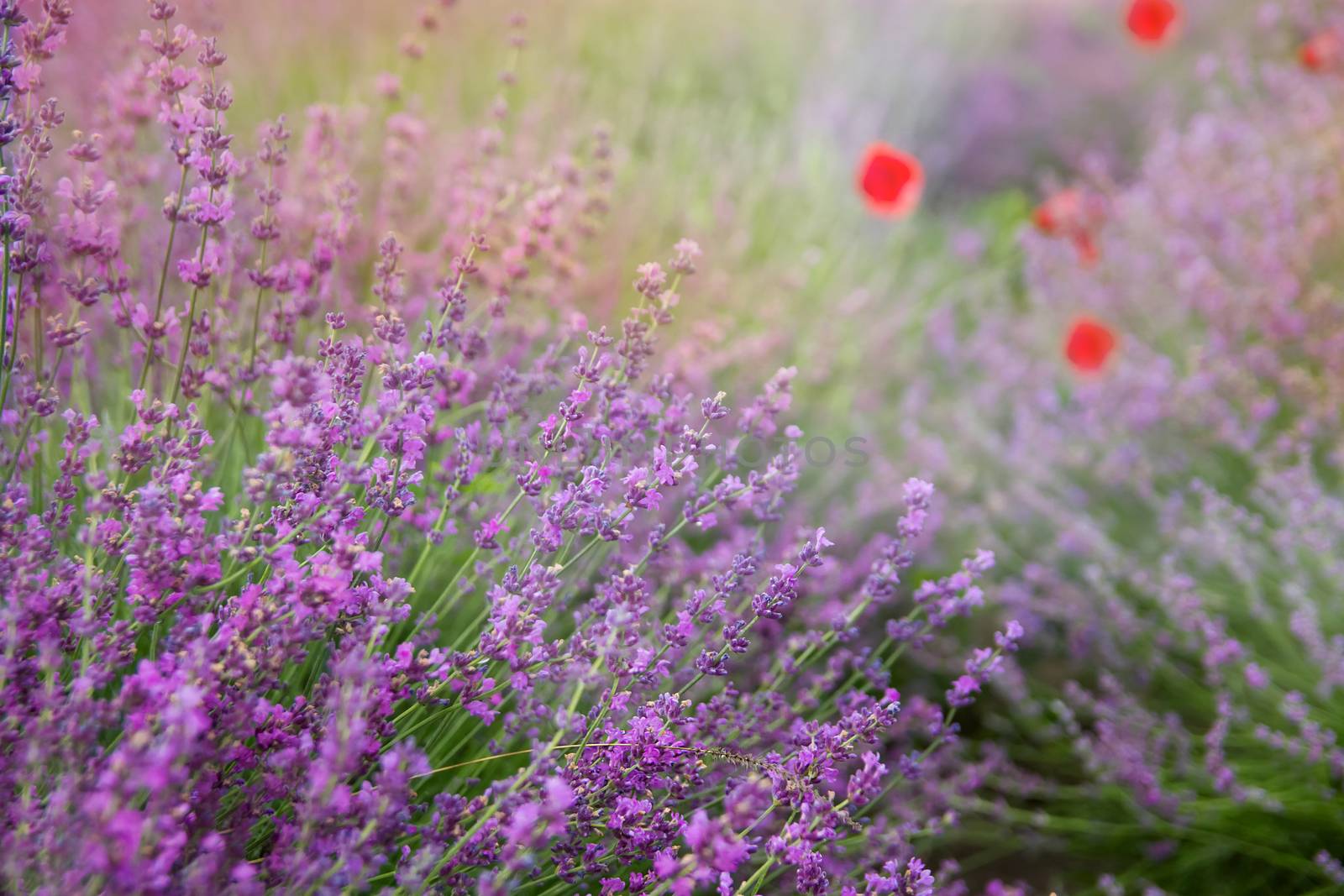 Lavender floral background sunlit  by Angel_a