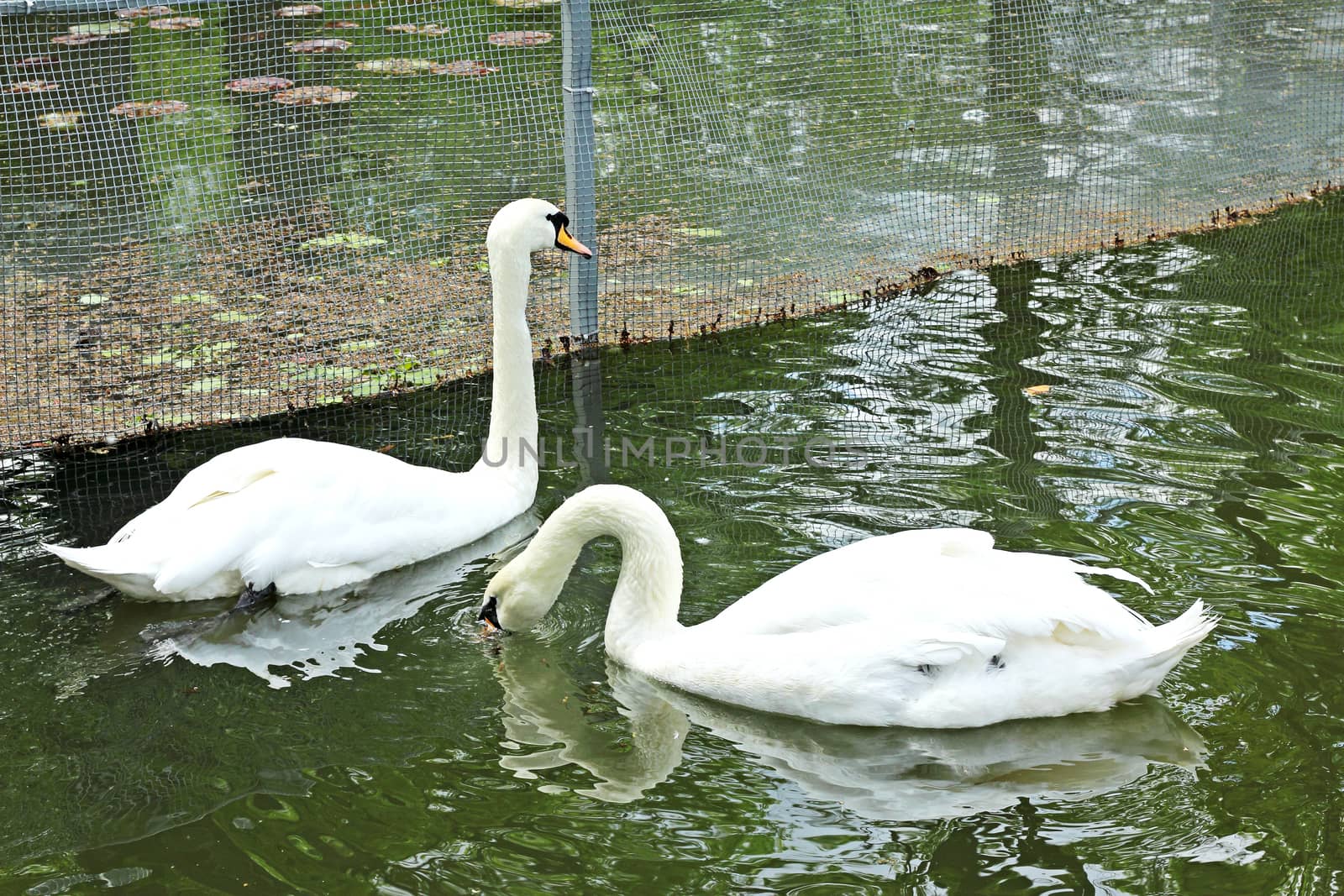 Two beautiful white swans swim in the pond of the city park.