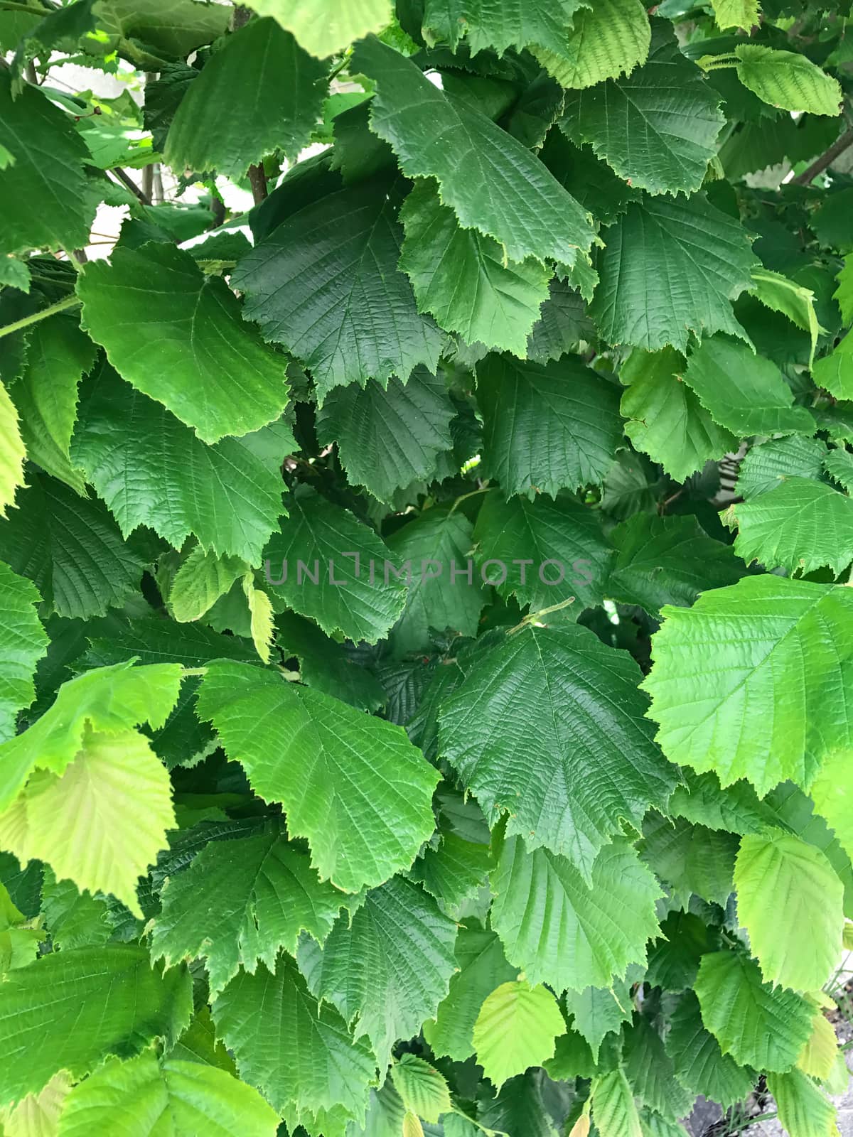 hazelnut tree and leaves