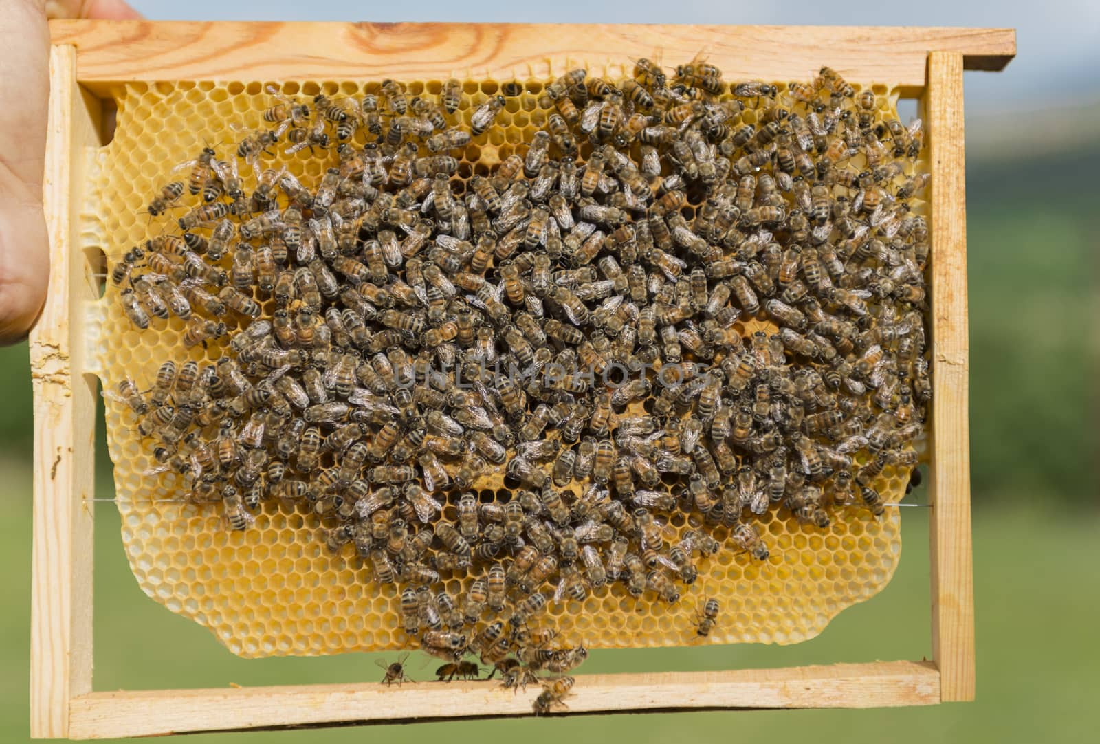 construction of natural honey