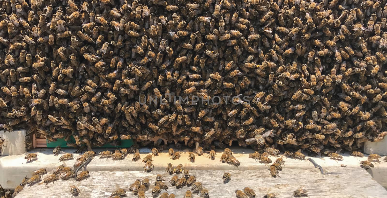 bee family and business concept