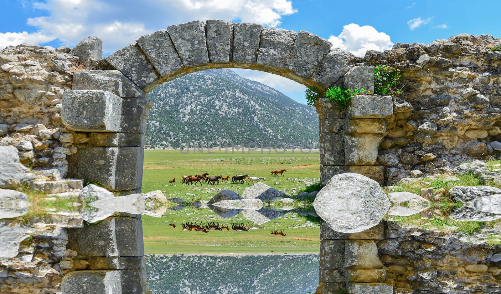 wild horses in the region and its historical texture