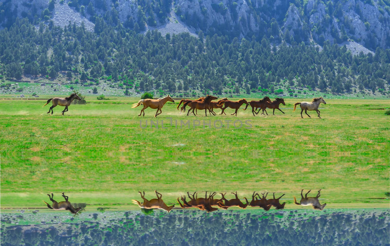 herd of horses galloping by crazymedia007