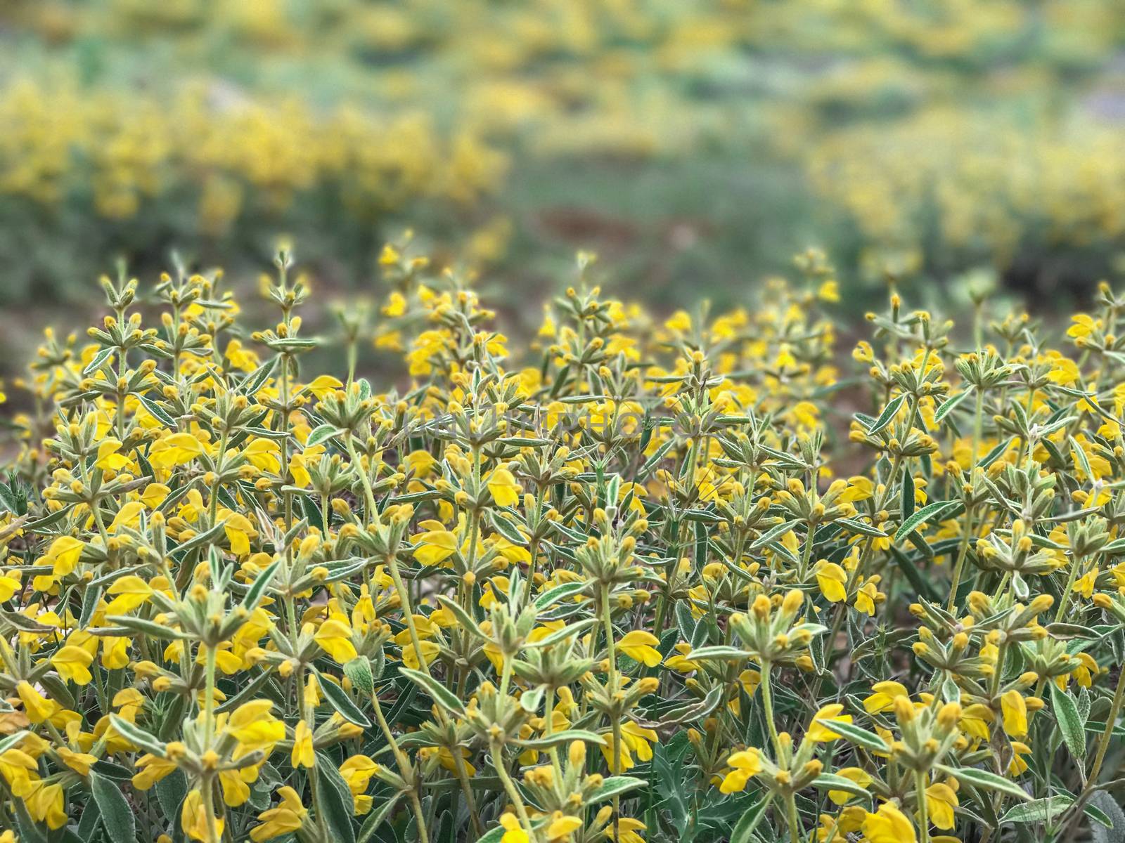 Phlomis armeniaca by crazymedia007